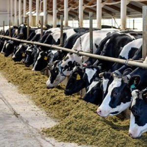 Community based Agro & Dairy Business for Indian Farmers