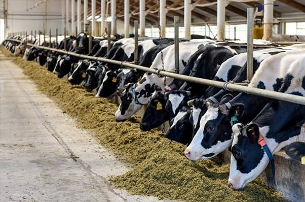 Community based Agro & Dairy Business for Indian Farmers